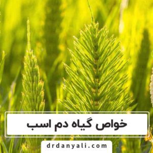 خواص گیاه دم اسب