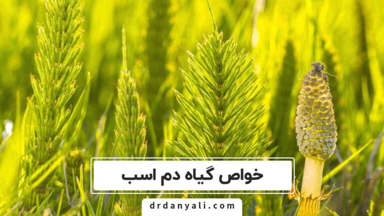 خواص گیاه دم اسب