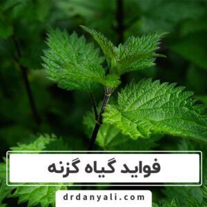 فواید گیاه گزنه