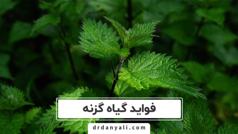 فواید گیاه گزنه