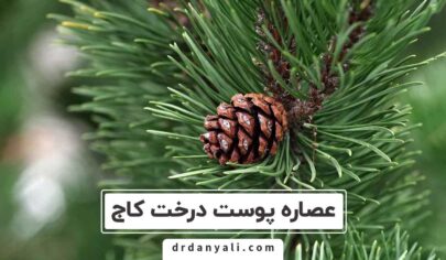پوست درخت کاج
