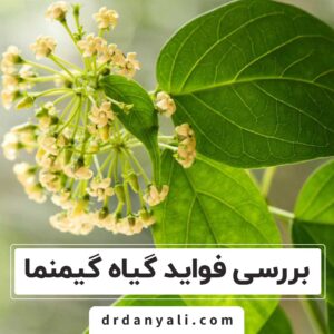 فواید گیاه گیمنما