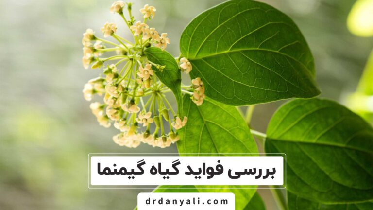 فواید گیاه گیمنما