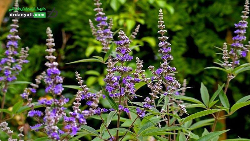 سندرم پیش از قاعدگی
