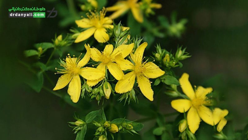 گل راعی ( John’s wort)
