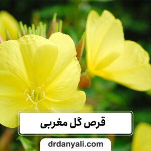 قرص گل مغربی