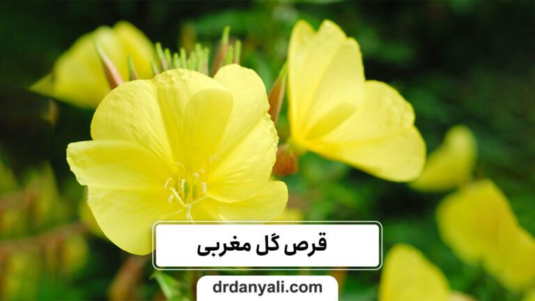 قرص گل مغربی